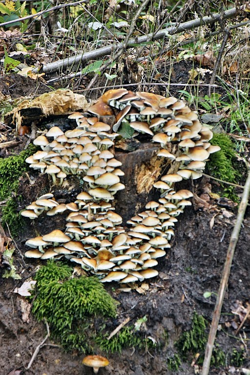 HeuZol (41).jpg